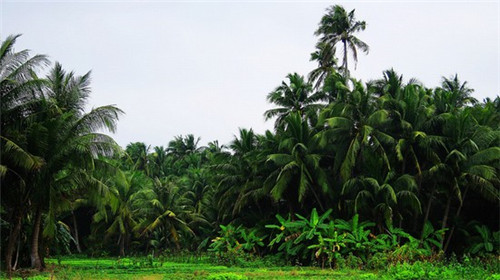 鑫之隆火锅食材